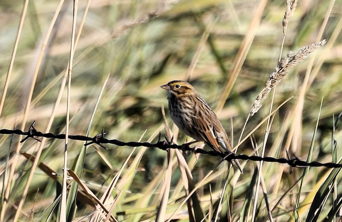 Savannah Sparrow - ML643195345