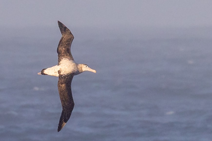 Snowy Albatross - ML643195366