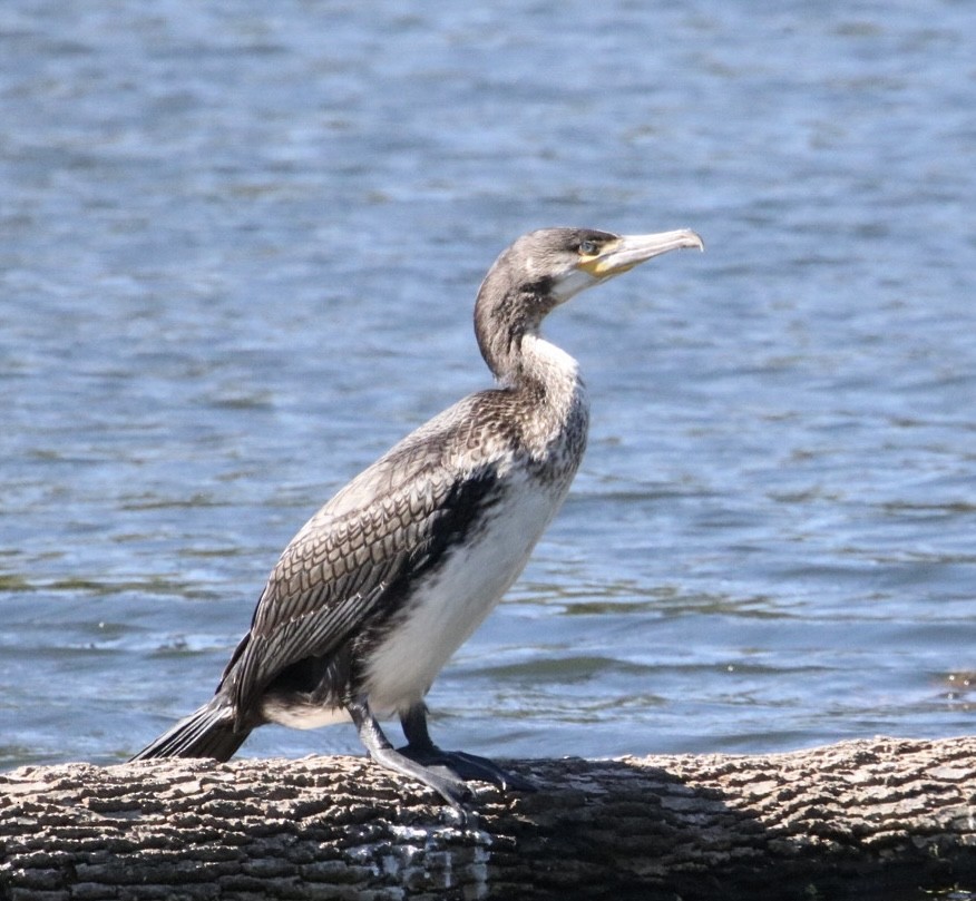 Great Cormorant - ML643195384