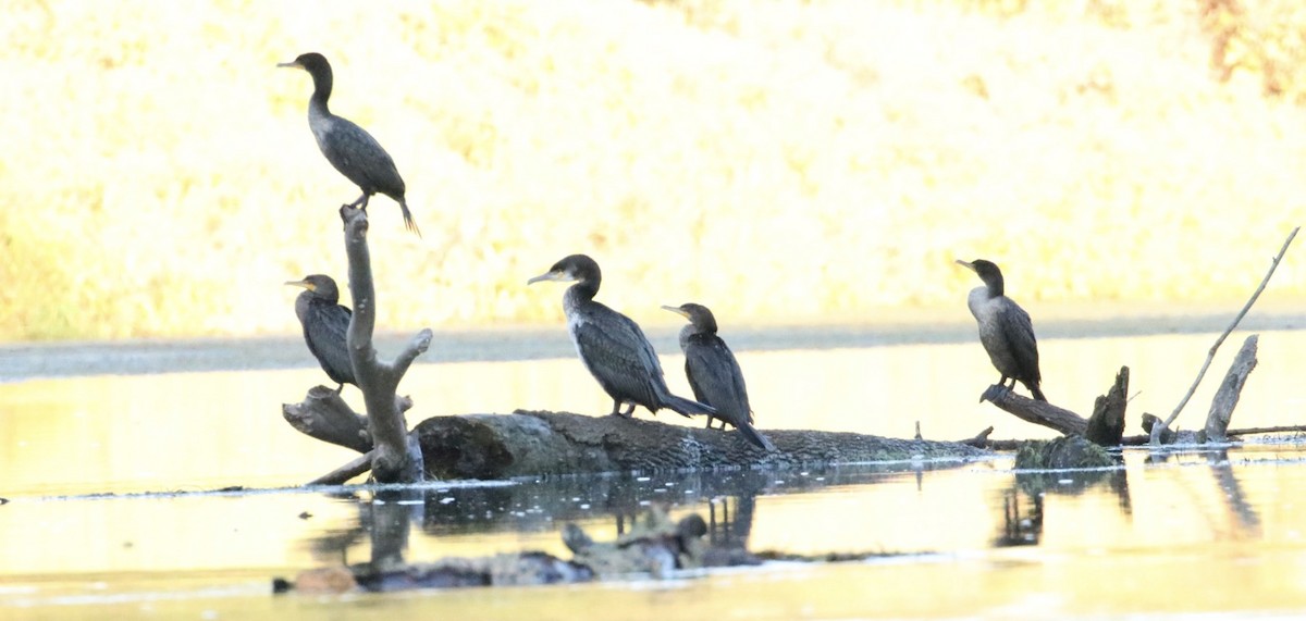 Great Cormorant - ML643195386