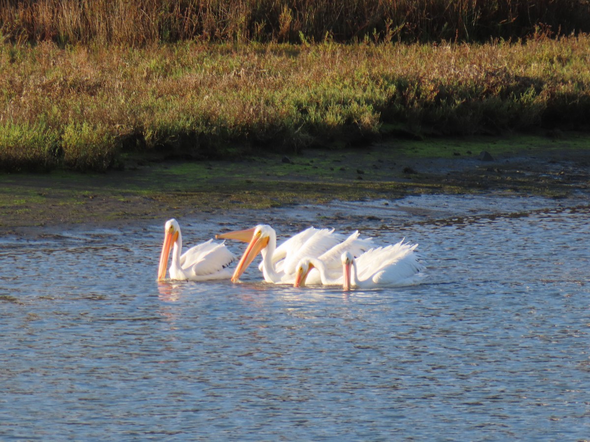 American White Pelican - ML643195393