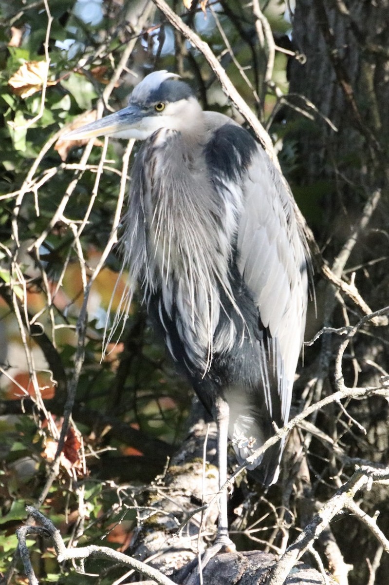 Great Blue Heron (Great Blue) - ML643195399