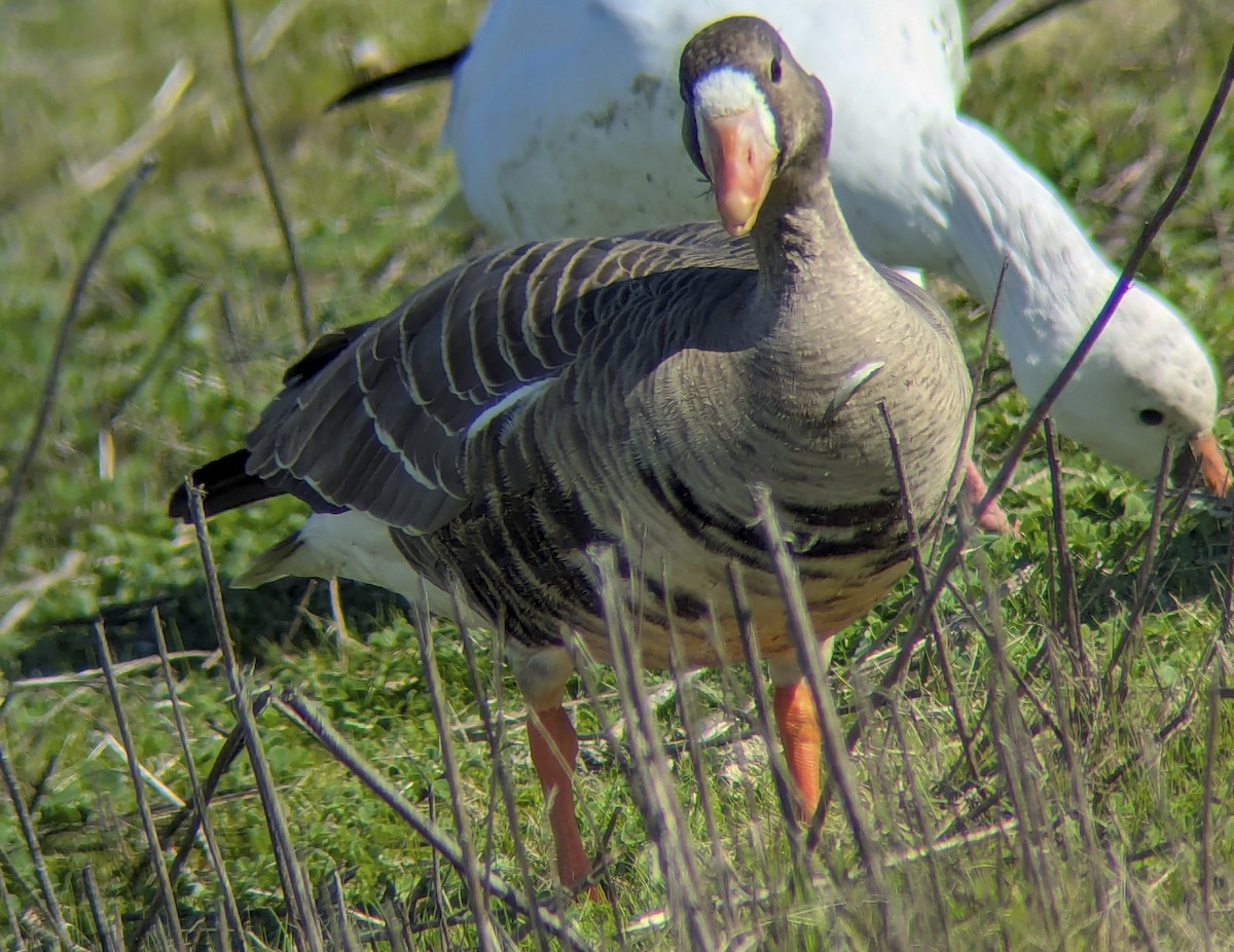 Greater White-fronted Goose - ML643195443