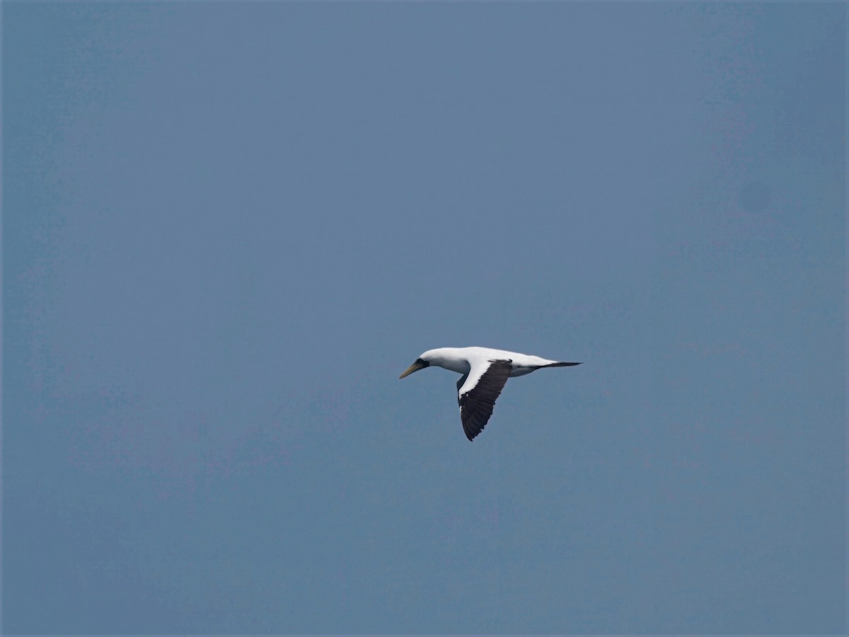 Masked Booby - ML643195461