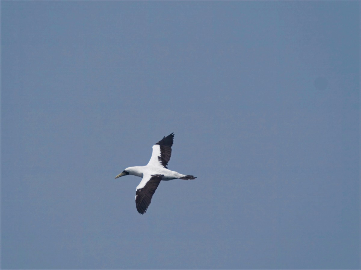 Masked Booby - ML643195462