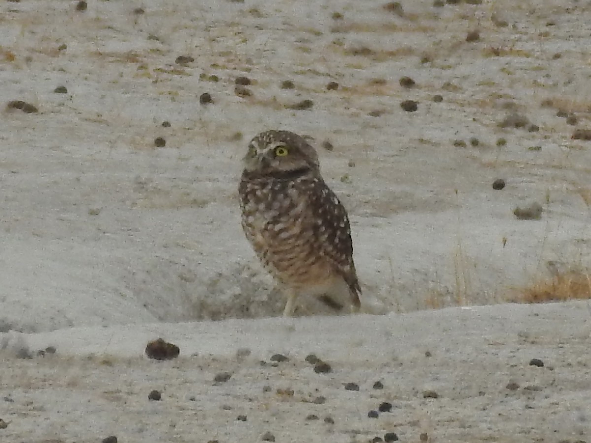 Burrowing Owl - ML643195468