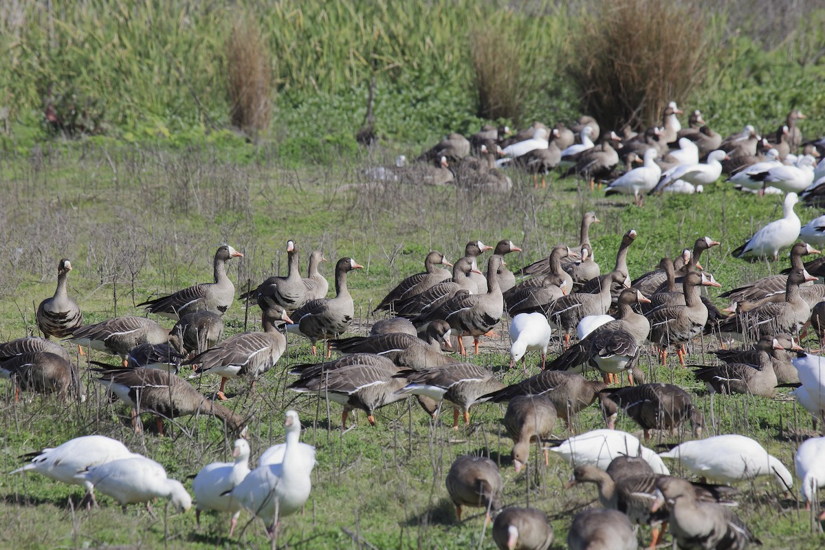 Greater White-fronted Goose - ML643195469