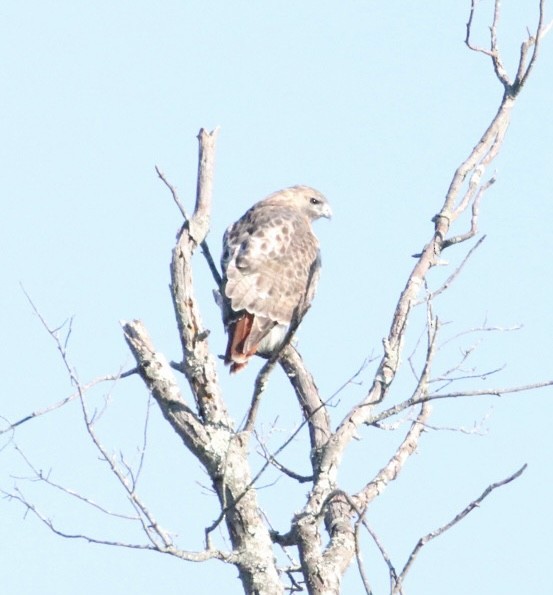 Red-tailed Hawk (borealis) - ML643195471