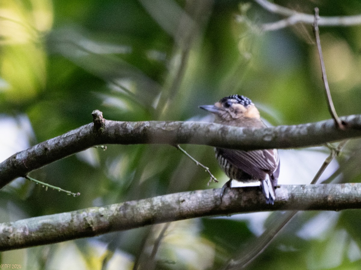 Ochre-collared Piculet - ML643195479