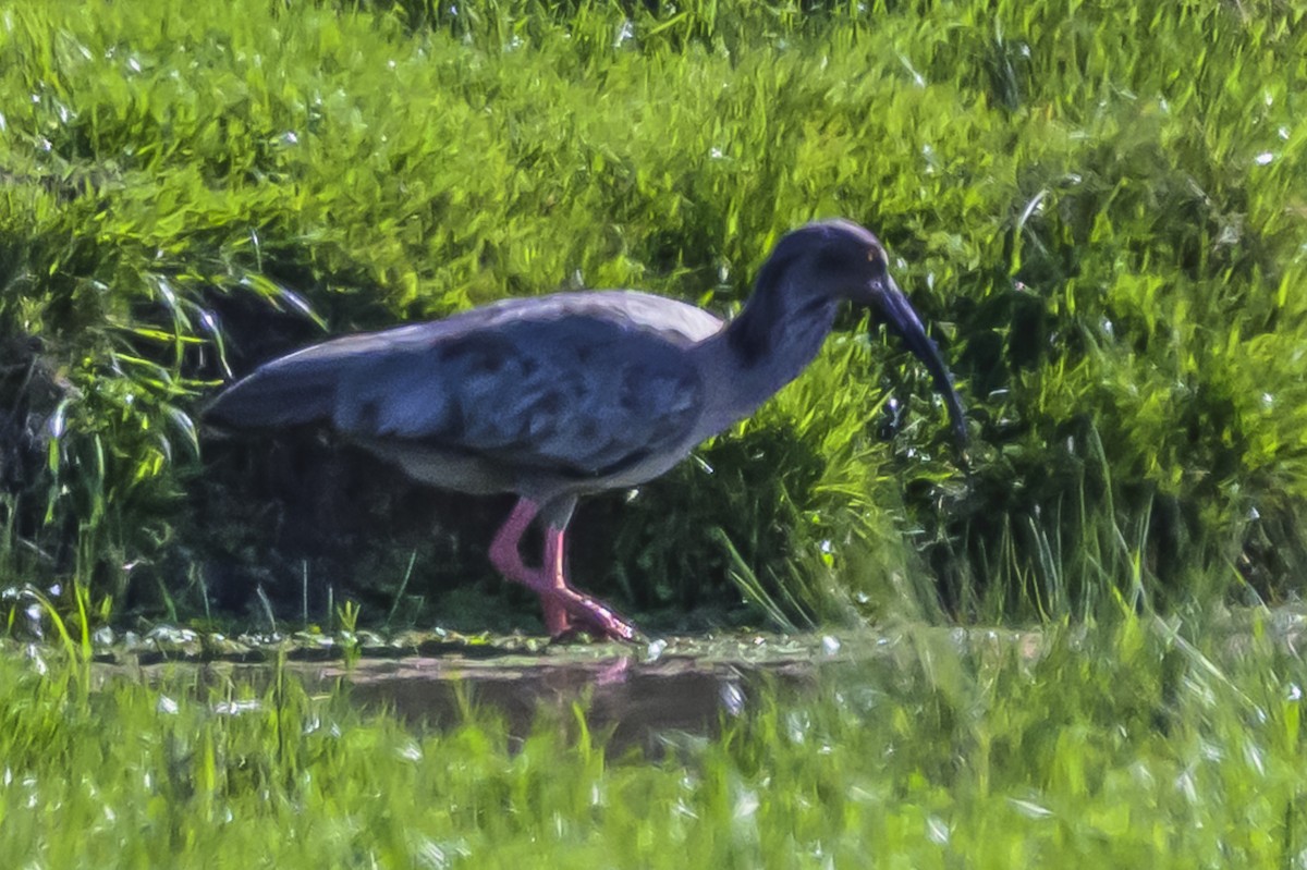 Plumbeous Ibis - ML643195480