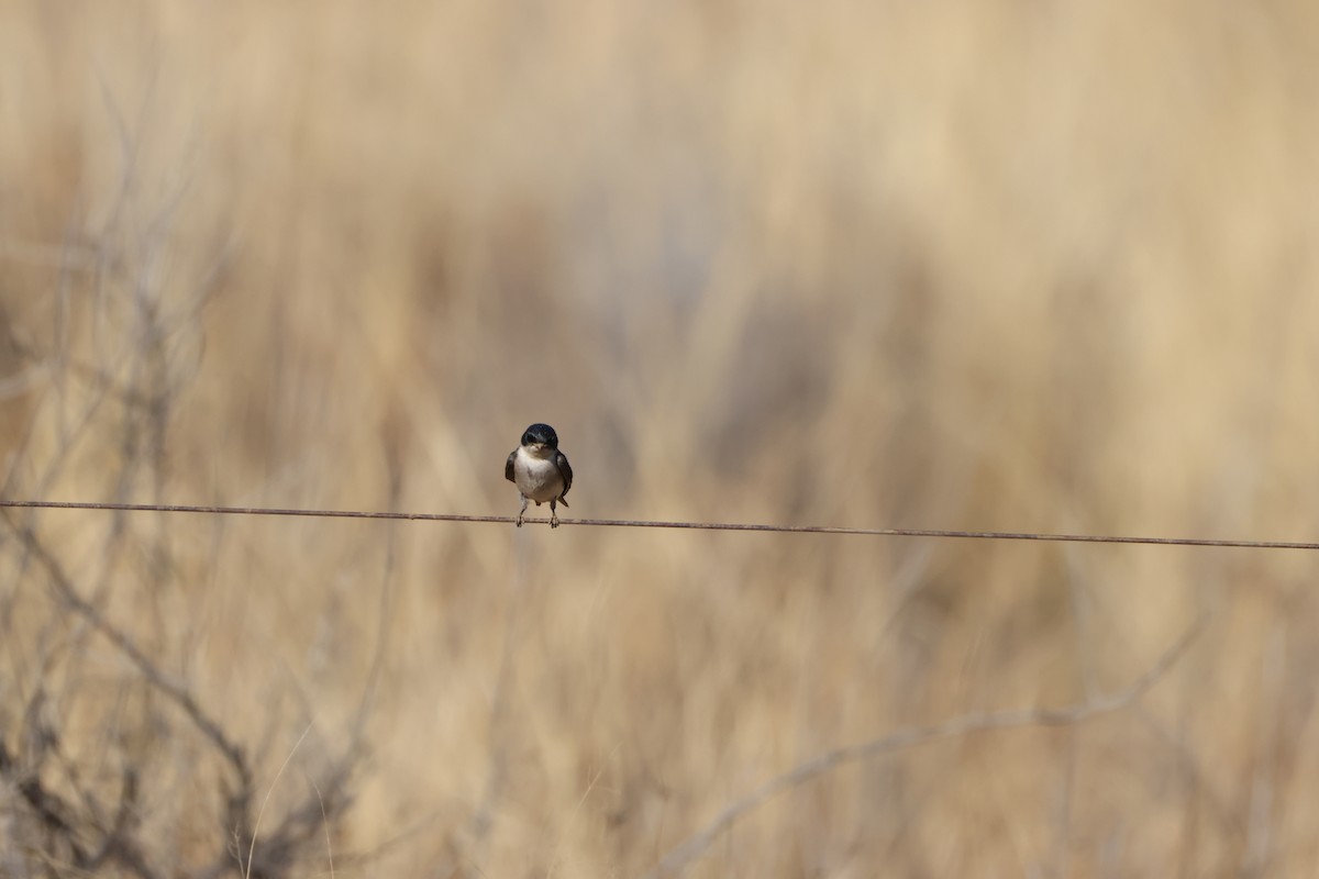 Golondrina Perlada - ML643195483