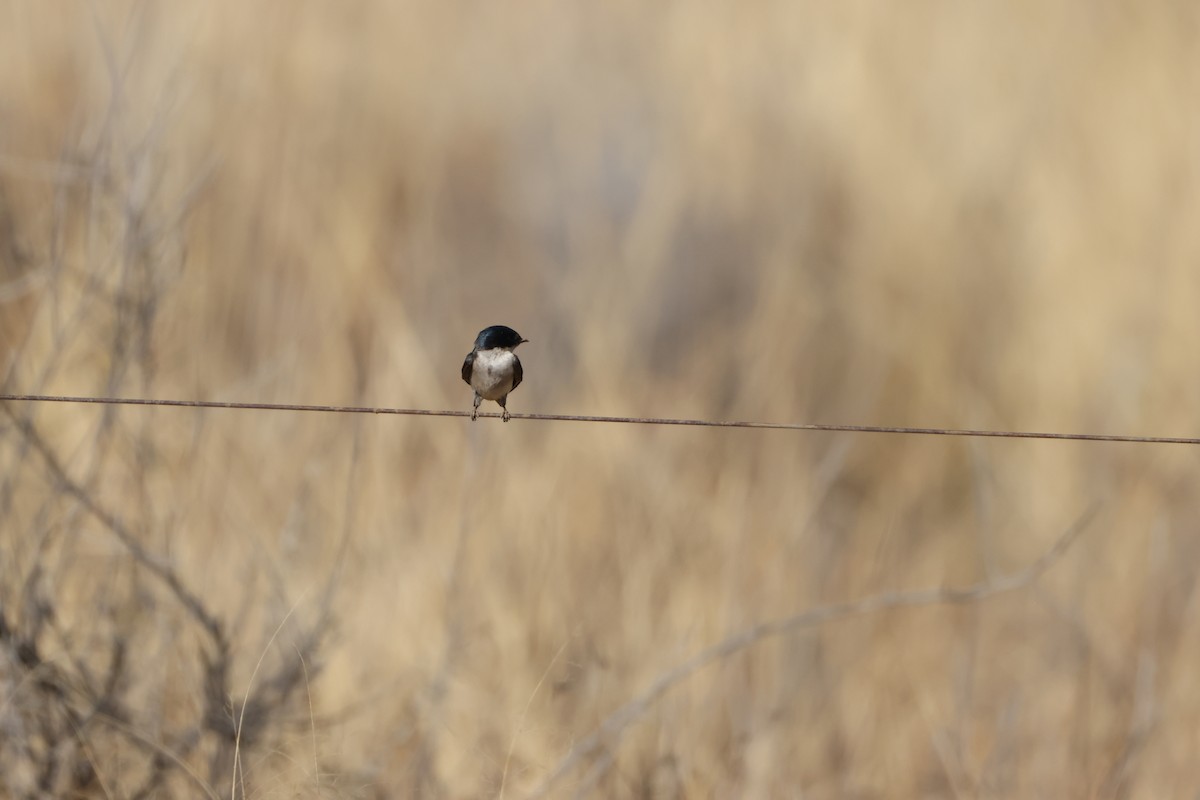Golondrina Perlada - ML643195484