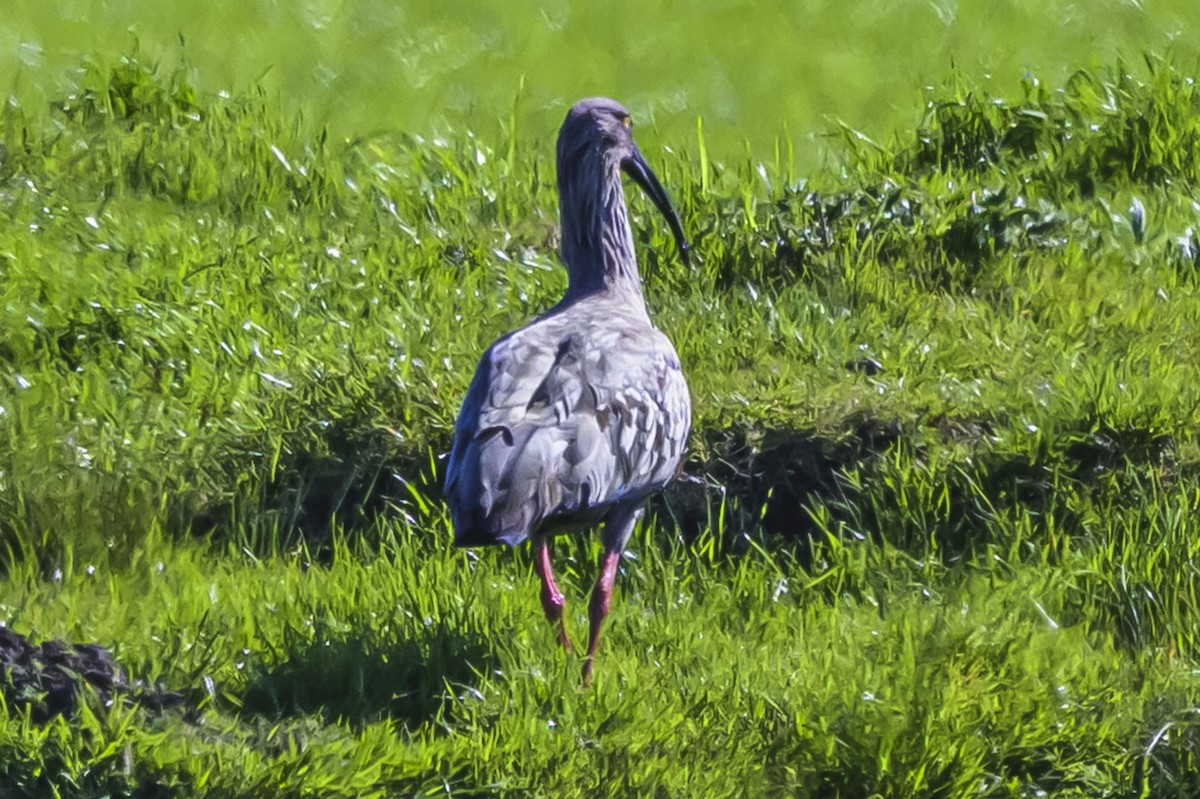 Plumbeous Ibis - ML643195487