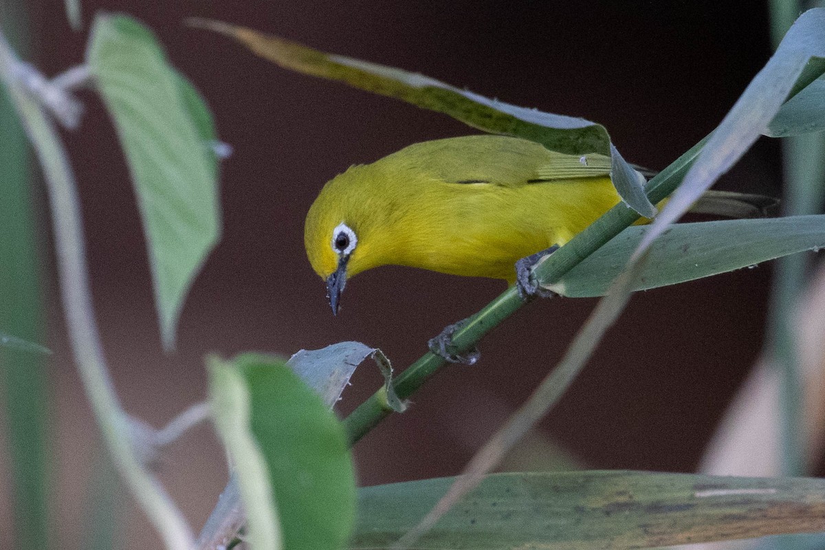 Southern Yellow White-eye - ML643195488