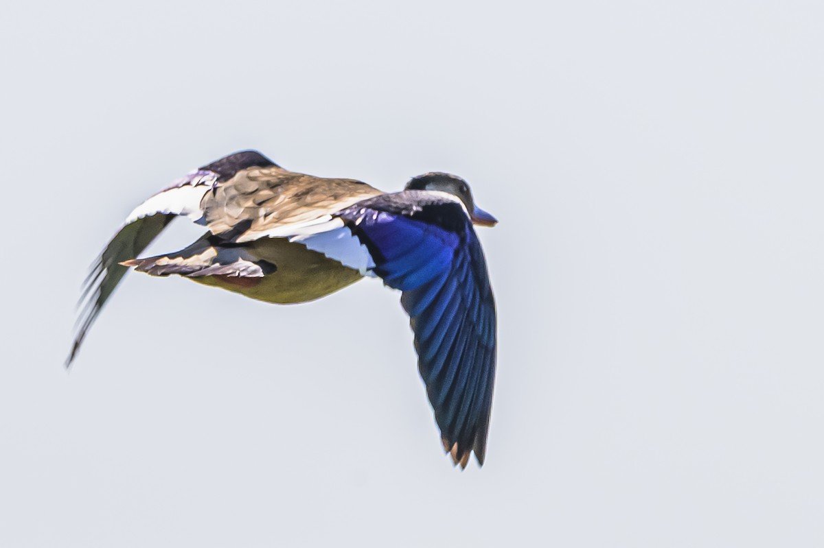 Pato Brasileño - ML643195512