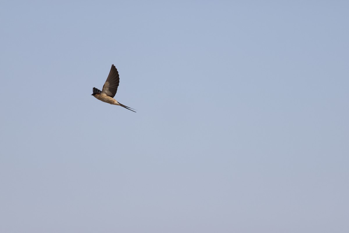 Greater Striped Swallow - ML643195516