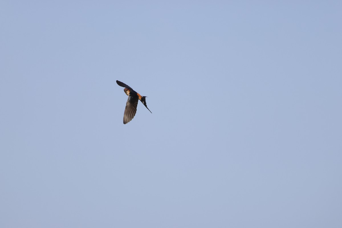 Greater Striped Swallow - ML643195517