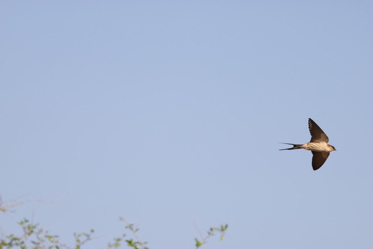 Greater Striped Swallow - ML643195518