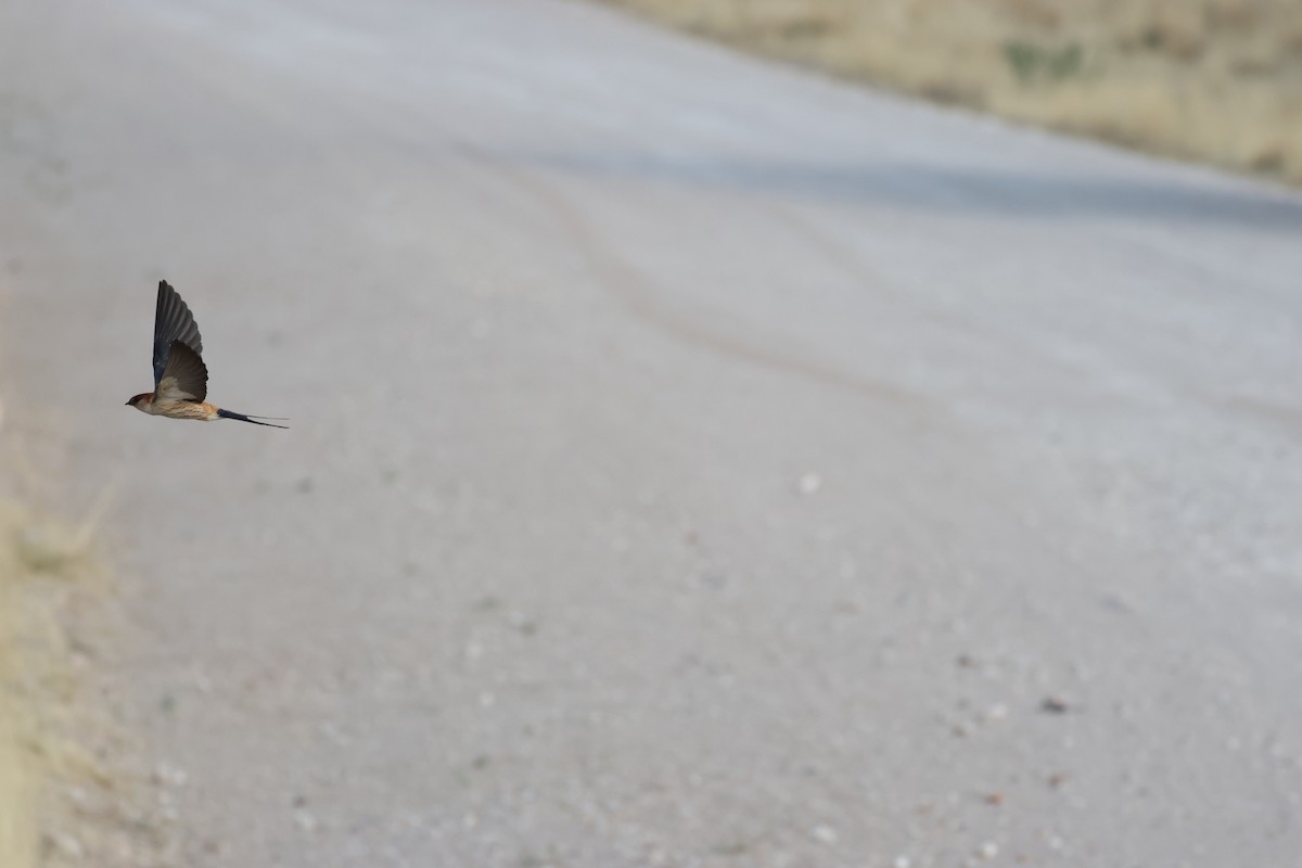 Greater Striped Swallow - ML643195519