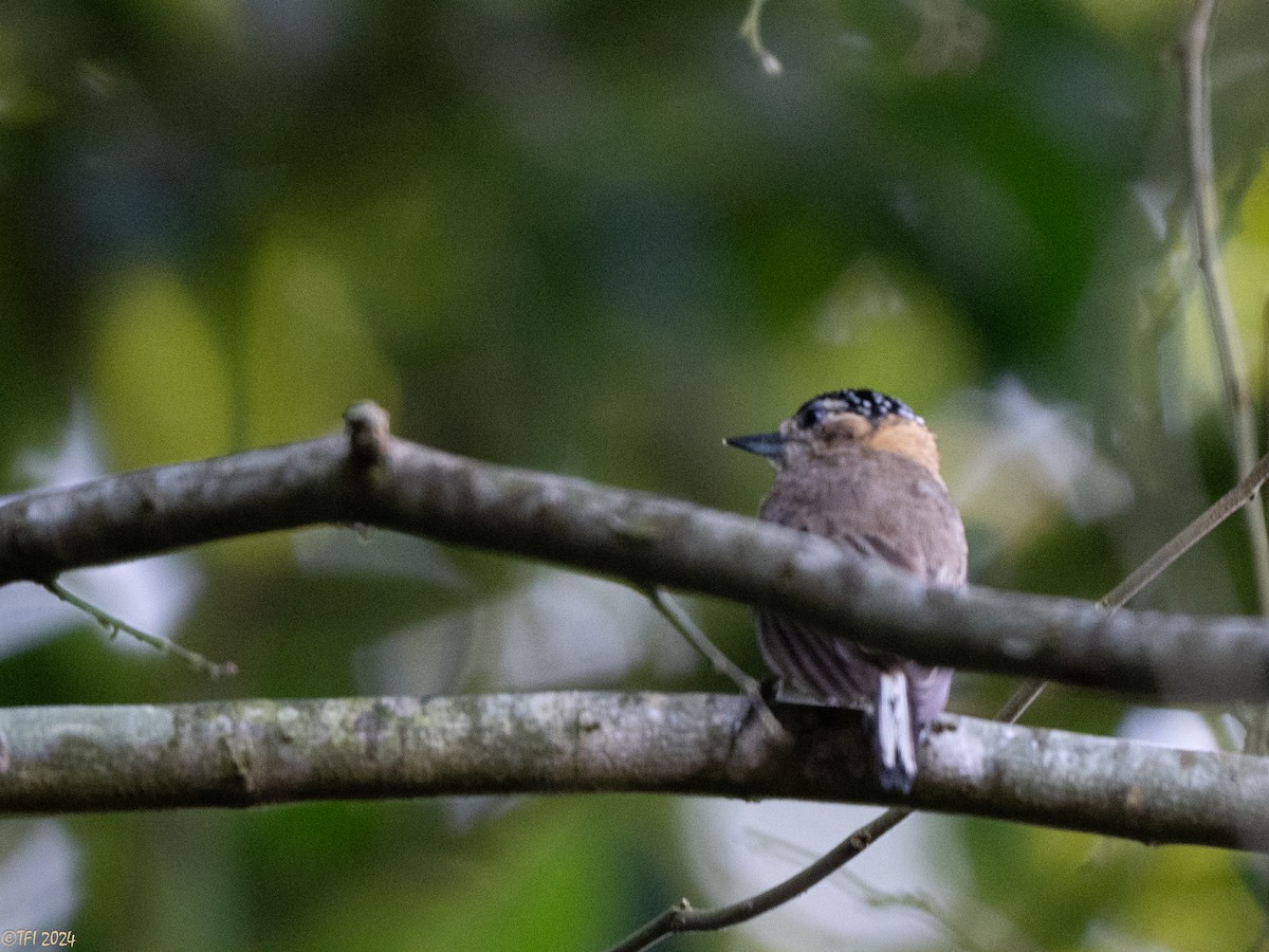 Ochre-collared Piculet - ML643195551