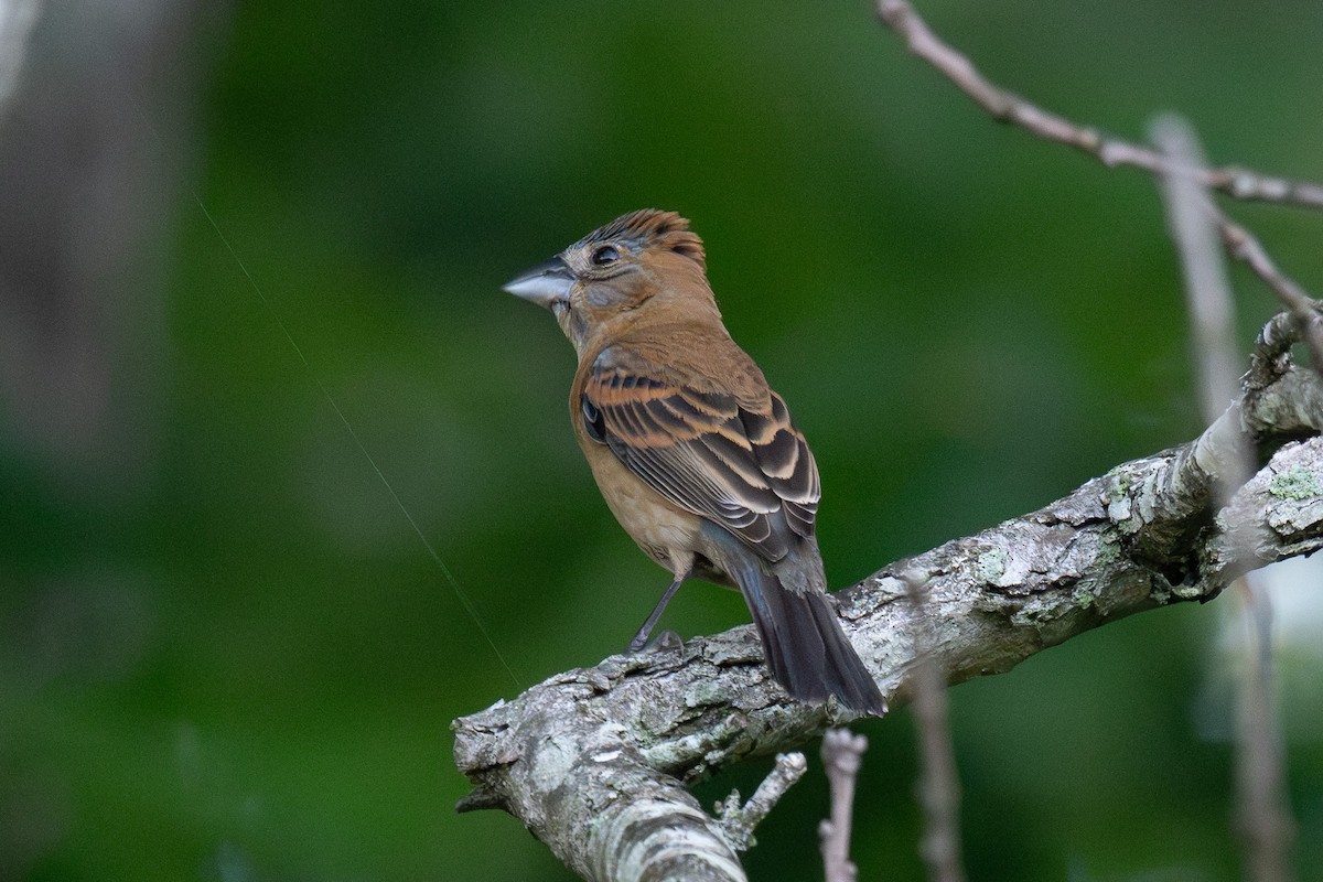 Blue Grosbeak - ML643195563