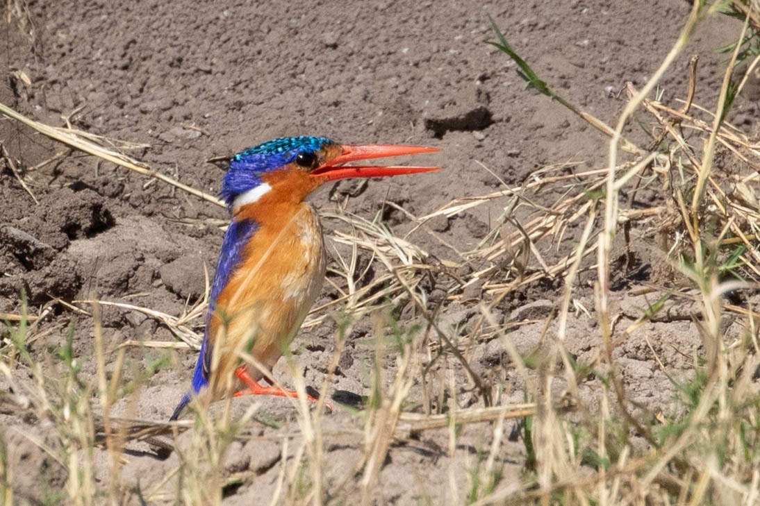 Malachite Kingfisher - ML643195575