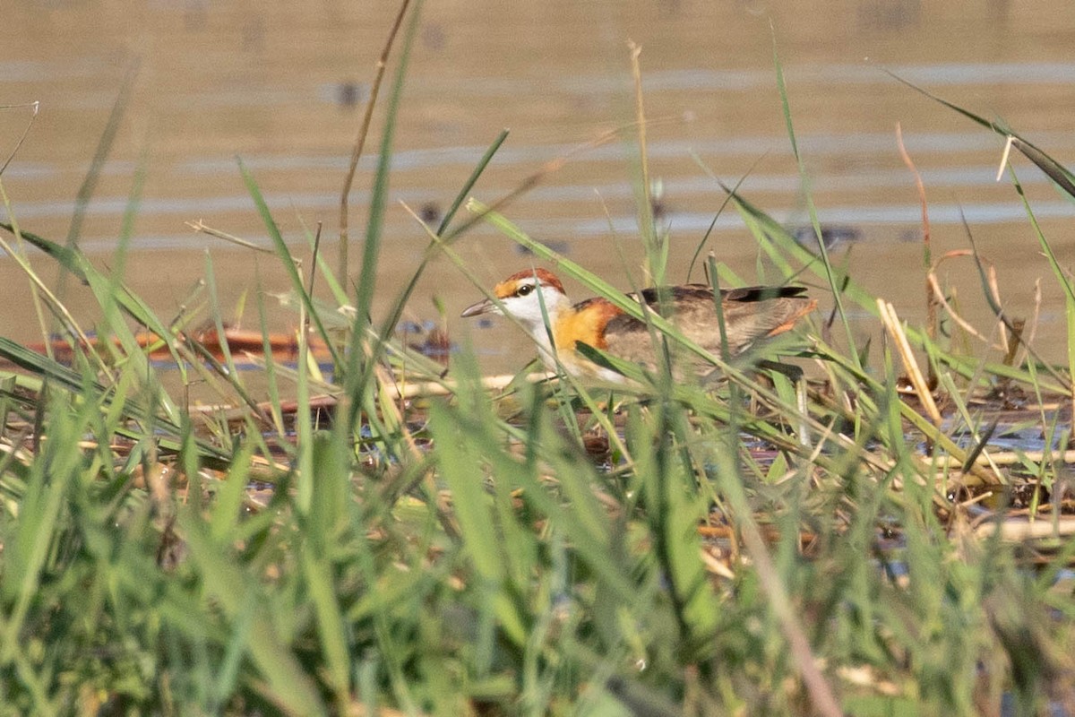 Lesser Jacana - ML643195583