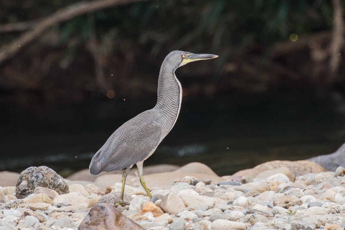 Fasciated Tiger-Heron - ML643195596