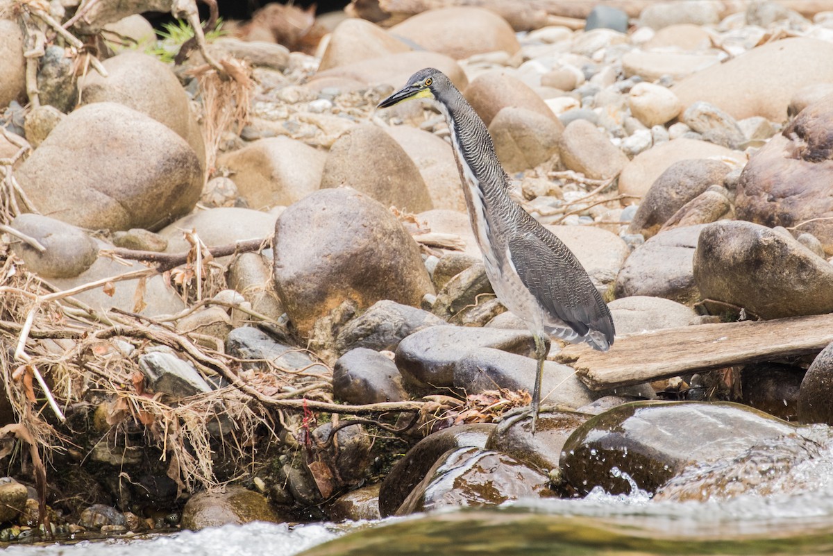 Fasciated Tiger-Heron - ML643195598