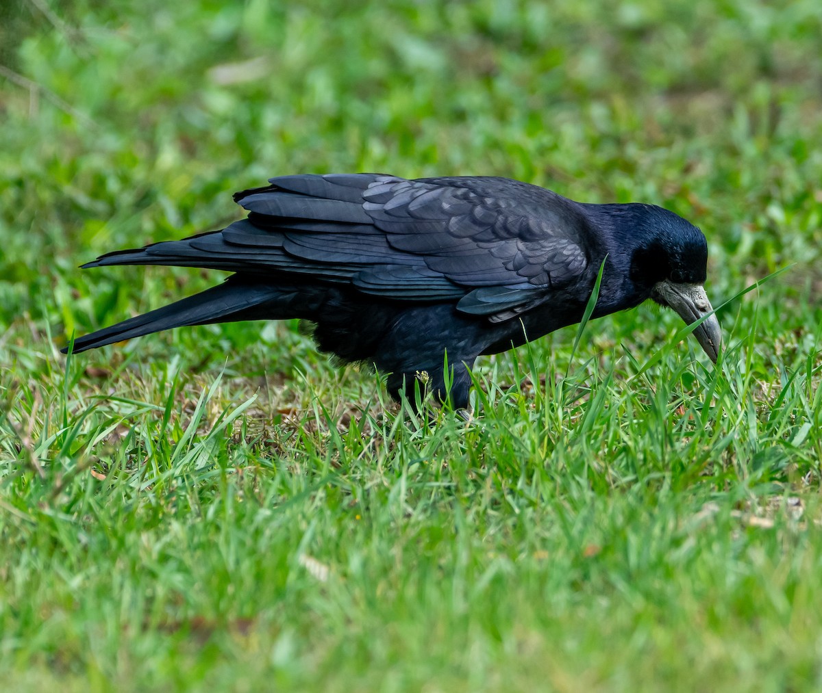Rook - ML643195600