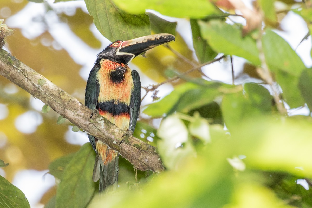 Collared Aracari (Collared) - ML643195606