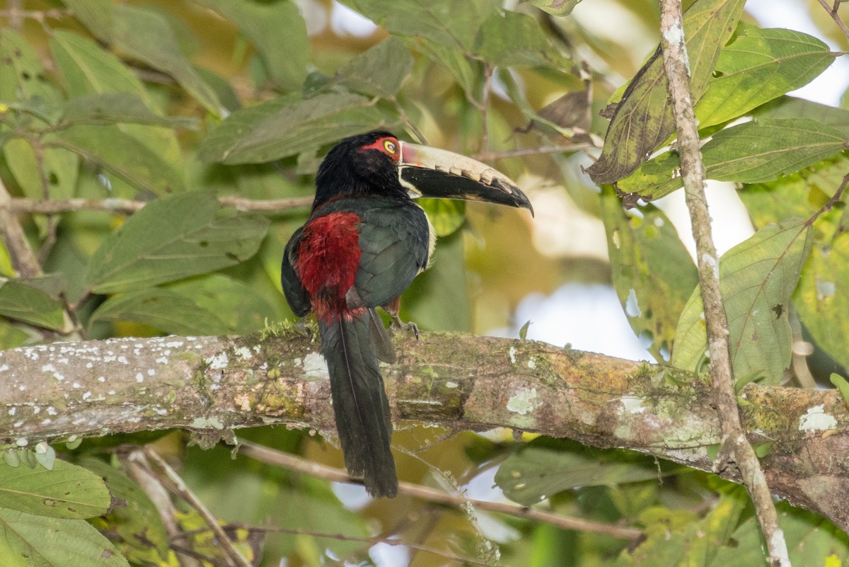 Collared Aracari (Collared) - ML643195607