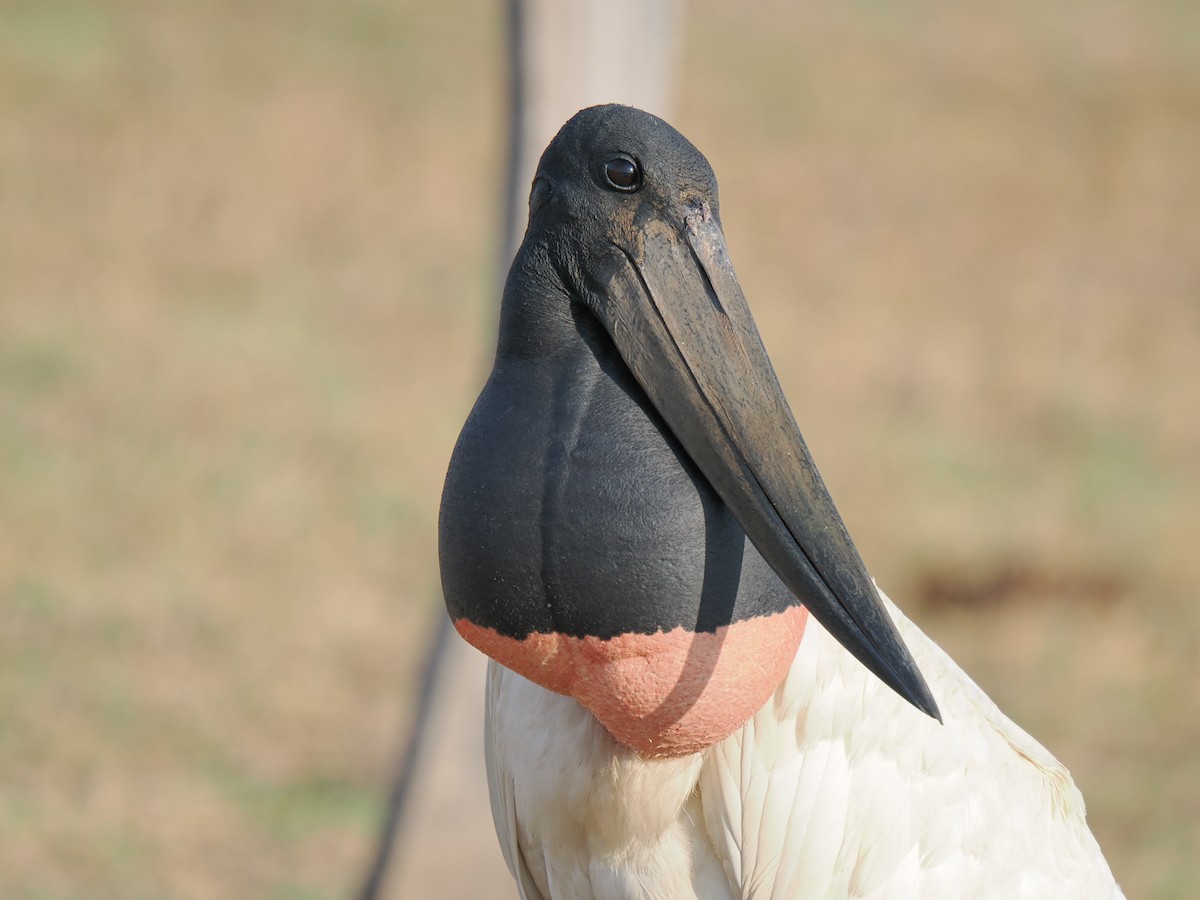 jabirustork - ML643195610