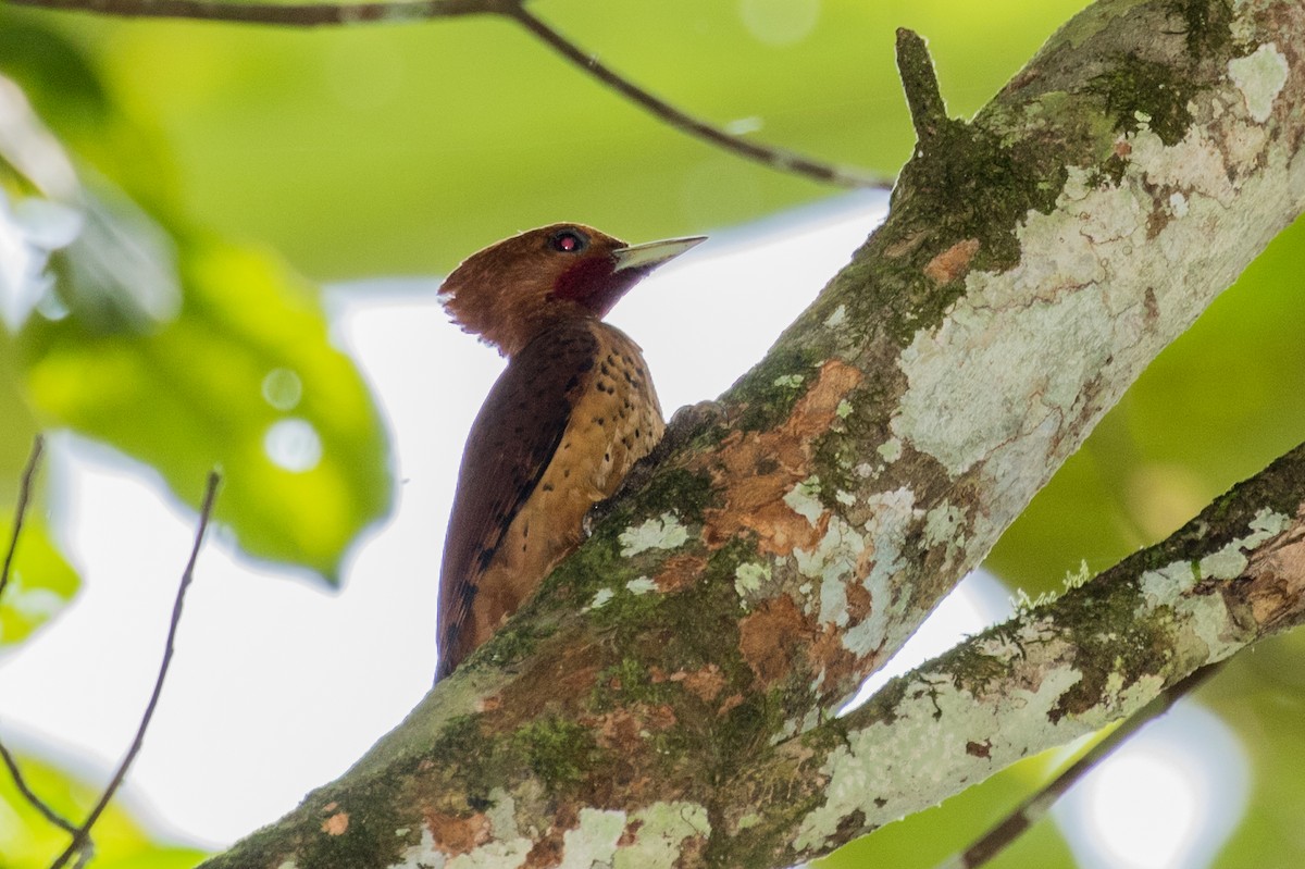 Cinnamon Woodpecker - ML643195617