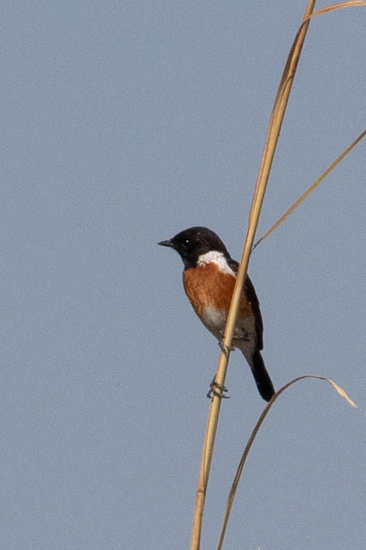 African Stonechat - ML643195622