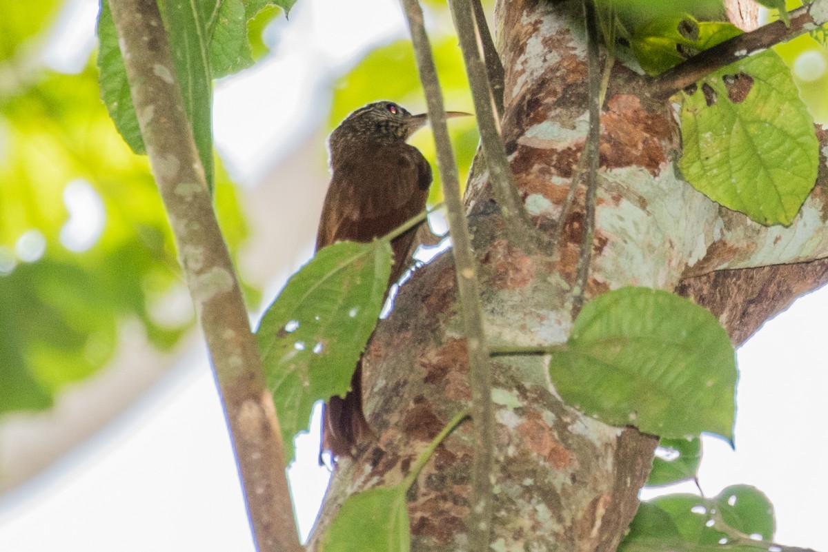 Streak-headed Woodcreeper - ML643195624