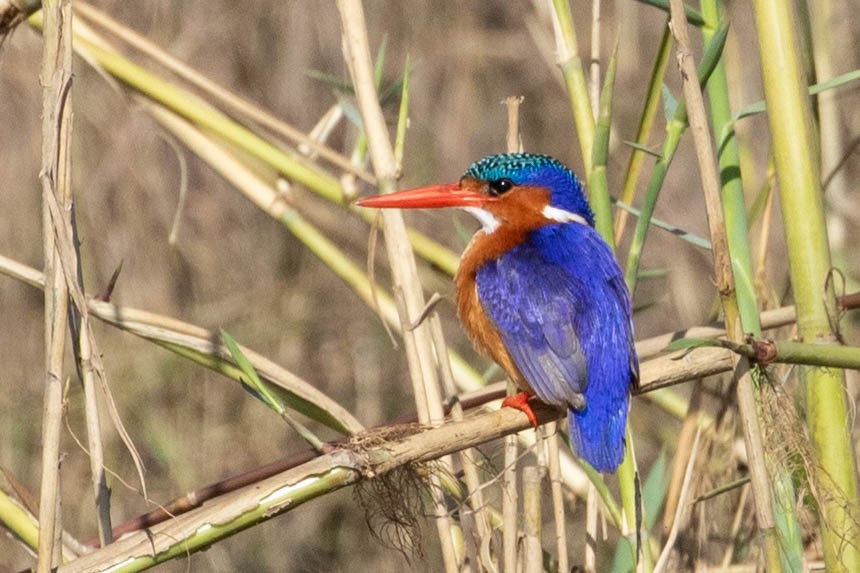 Malachite Kingfisher - ML643195635