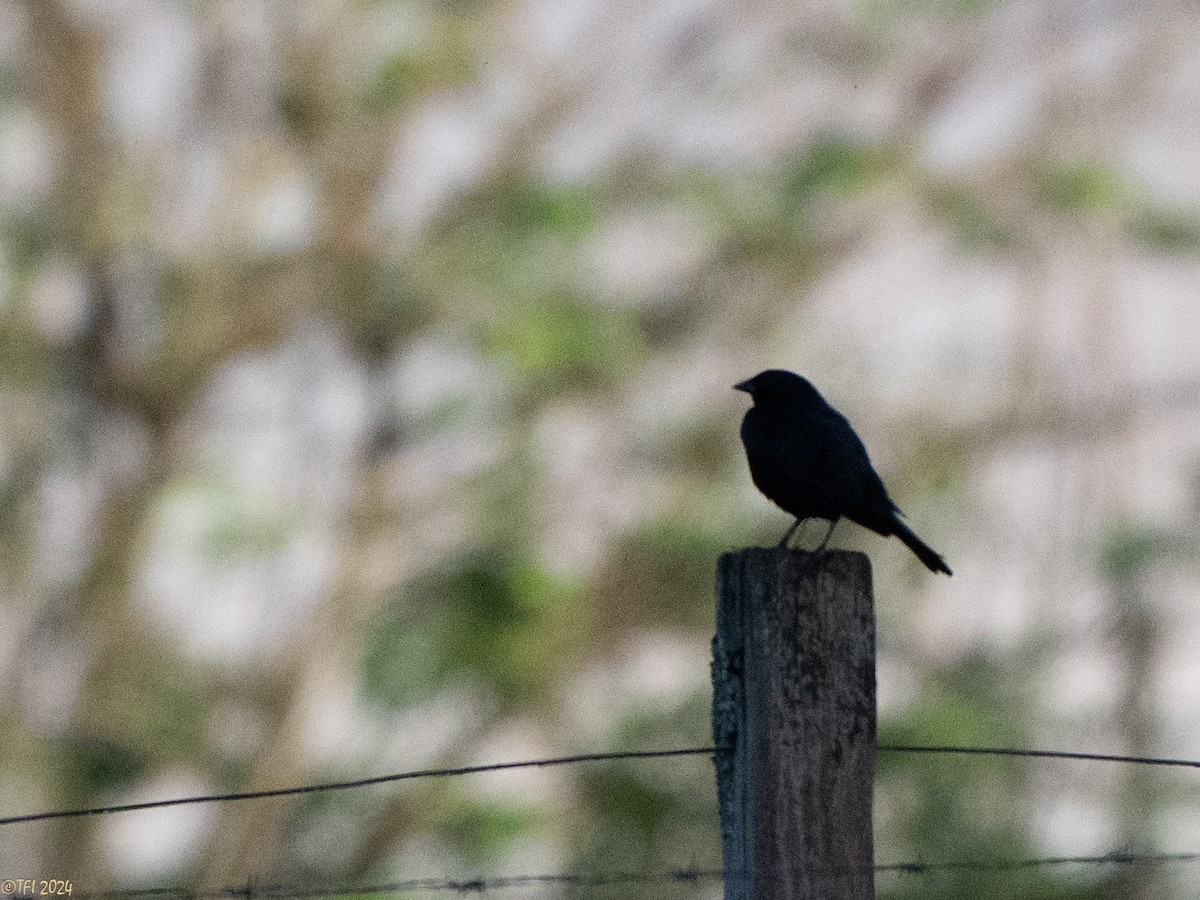 Screaming Cowbird - ML643195641