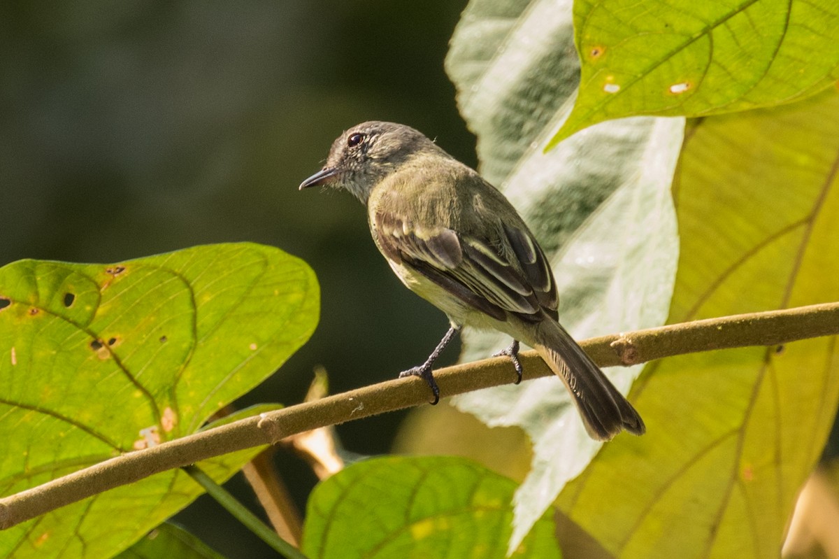 Forest Elaenia - ML643195642