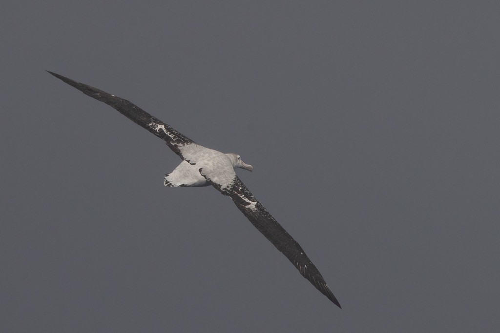 Snowy/Tristan/Antipodean Albatross - ML643195649