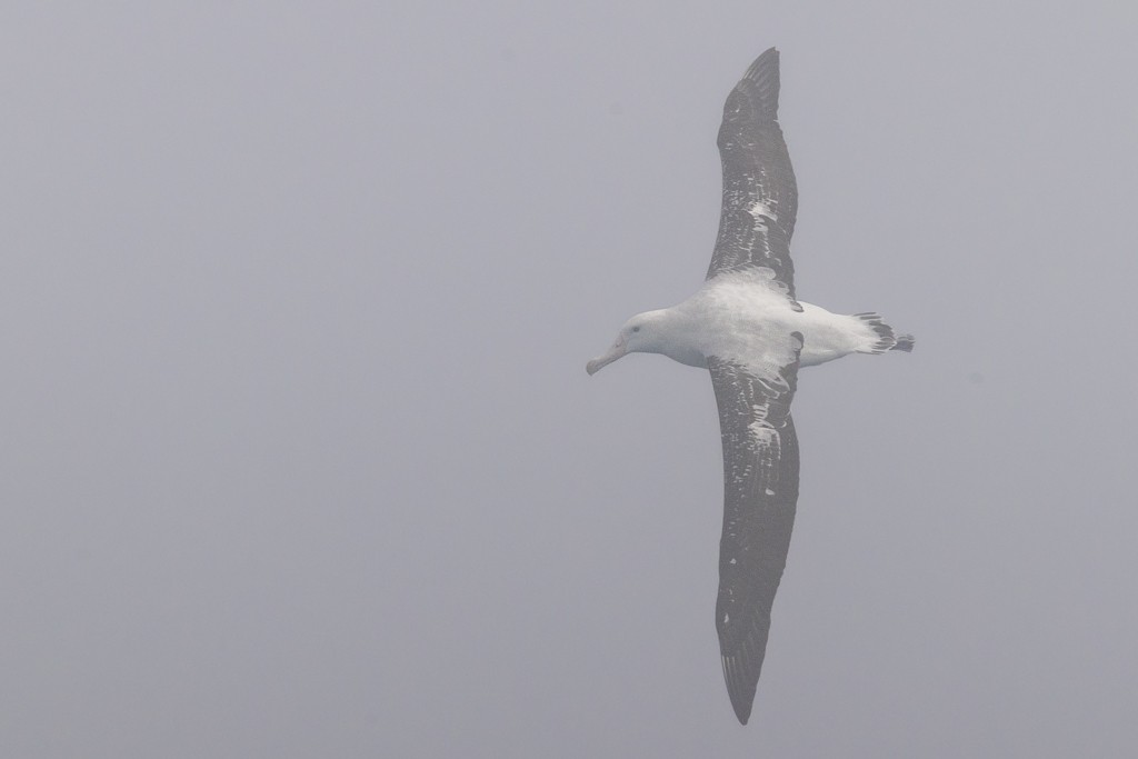 Snowy/Tristan/Antipodean Albatross - ML643195650