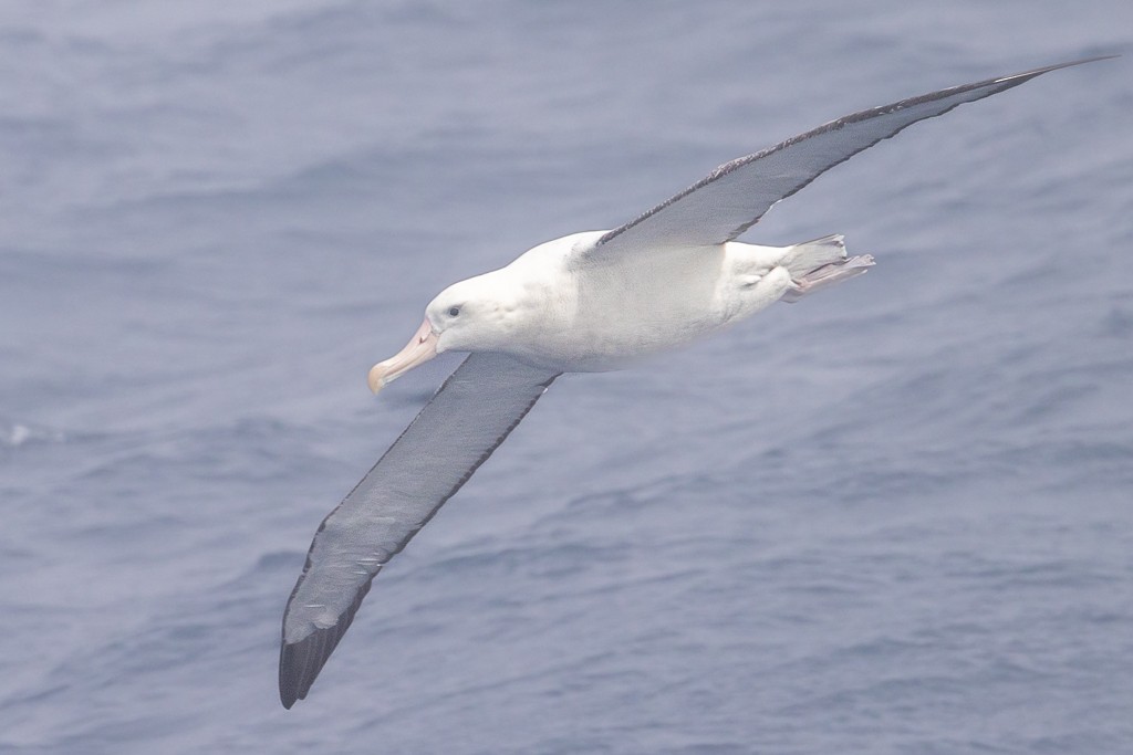 Snowy/Tristan/Antipodean Albatross - ML643195651