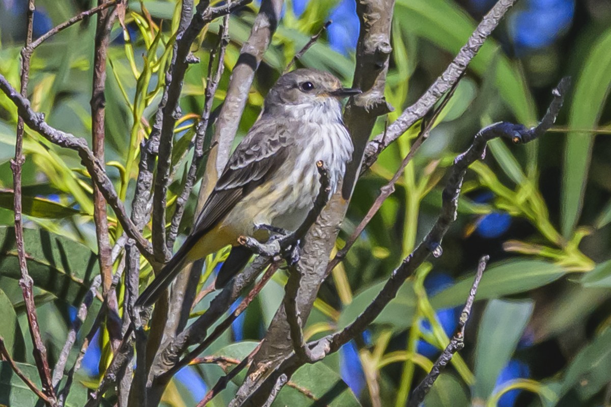 Vermilion Flycatcher - ML643195655