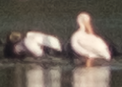 American White Pelican - ML643195663
