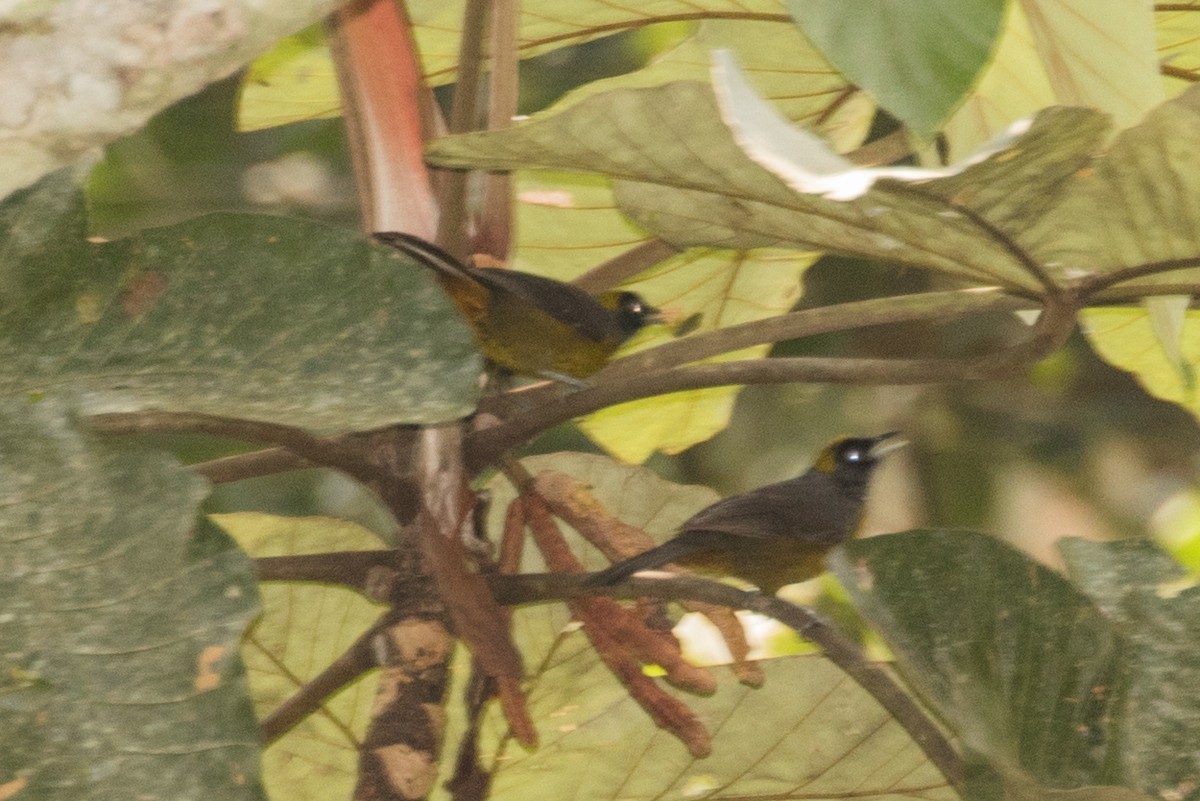 Dusky-faced Tanager - ML643195665