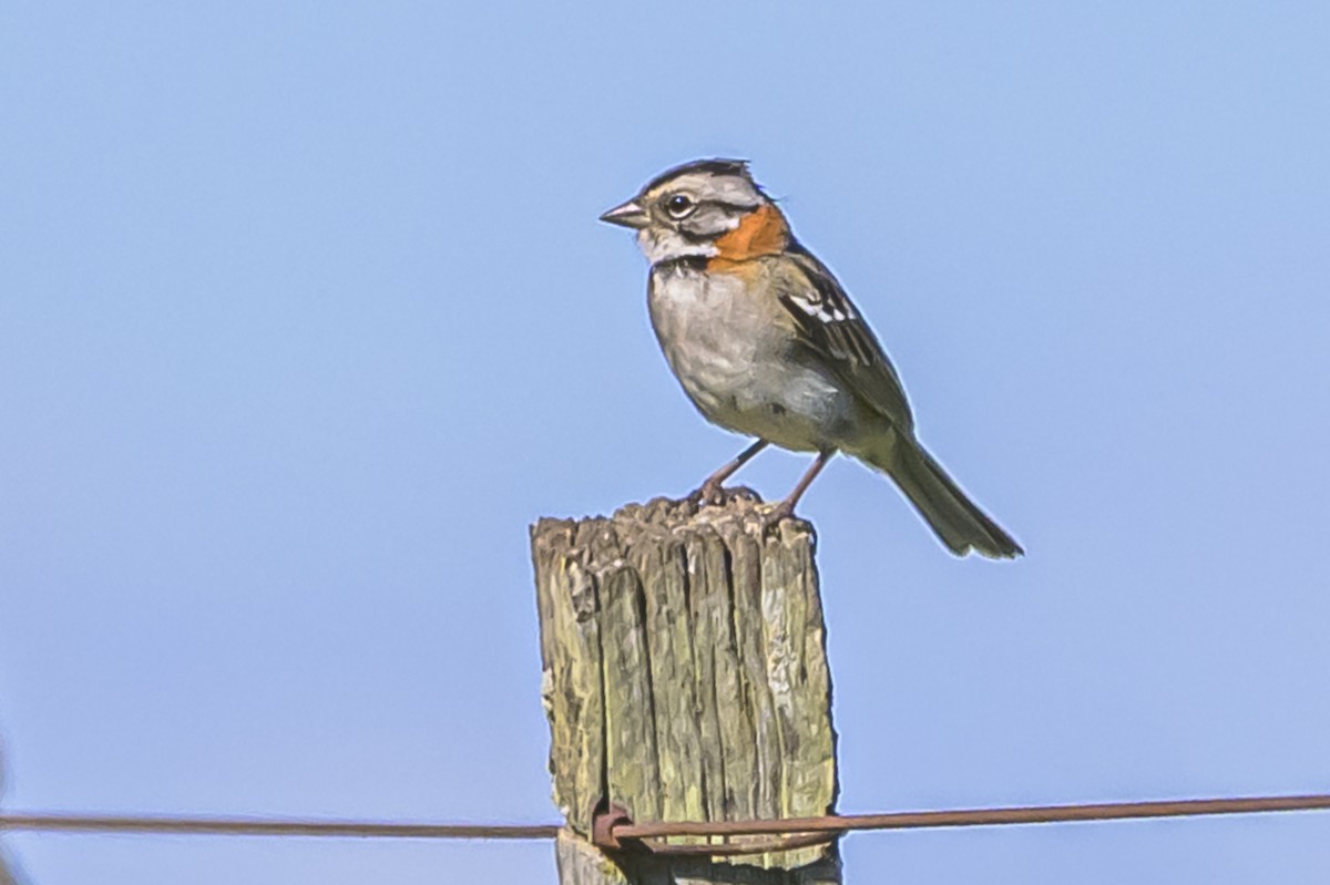 Rufous-collared Sparrow - ML643195667
