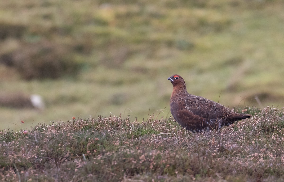 Lagopède des saules (scotica/hibernica) - ML643195669