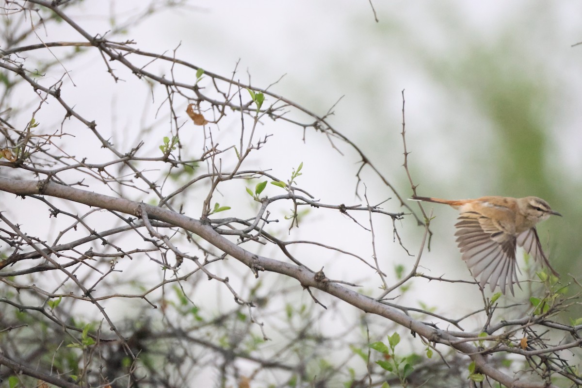 Kalahari Scrub-Robin - ML643195676
