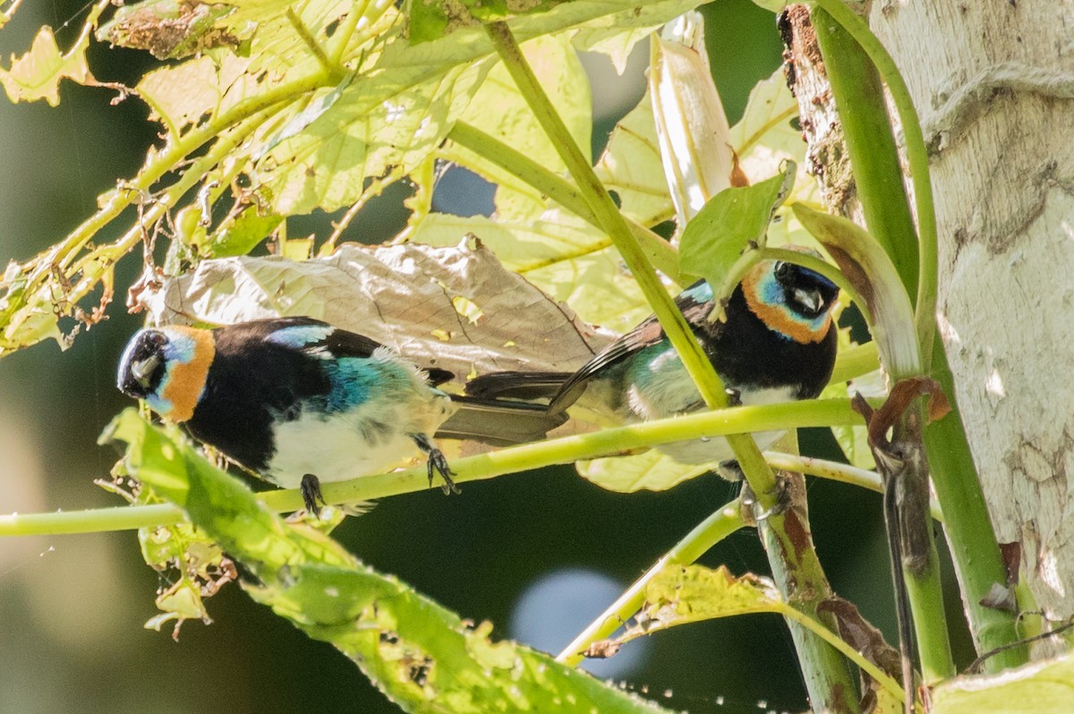 Golden-hooded Tanager - ML643195679