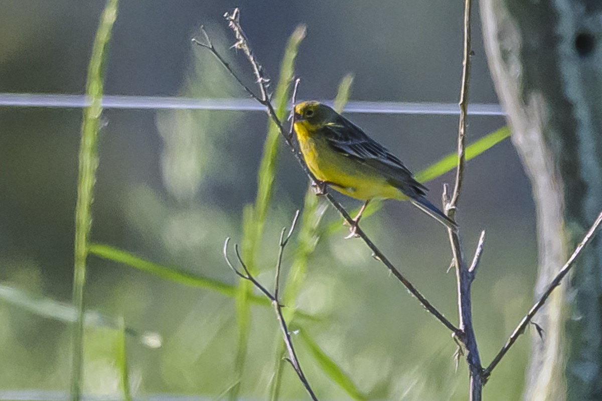 Grassland Yellow-Finch - ML643195680